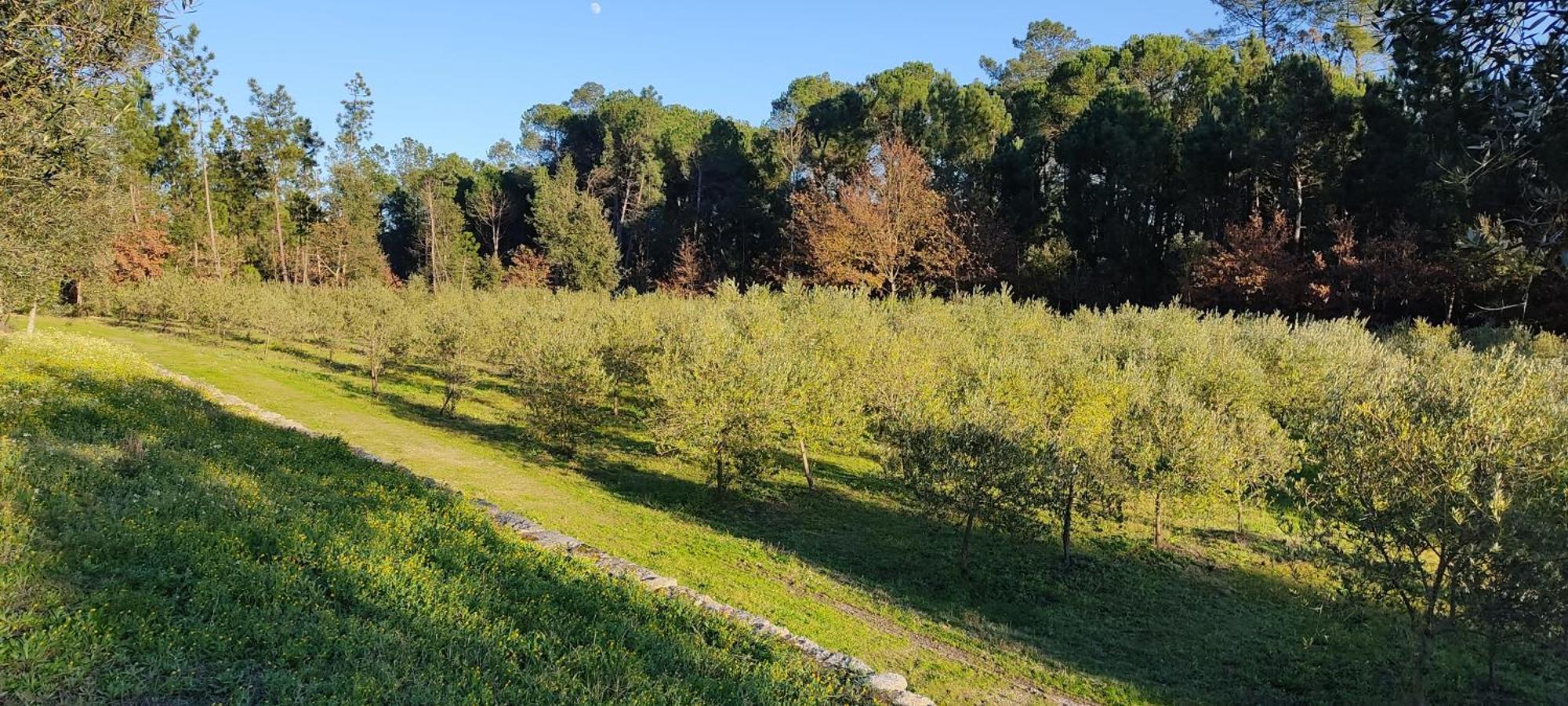 Гостьовий будинок Quinta Da Pedra Mija Santar Екстер'єр фото