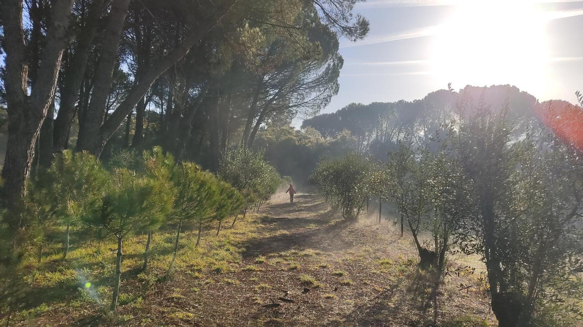 Гостьовий будинок Quinta Da Pedra Mija Santar Екстер'єр фото