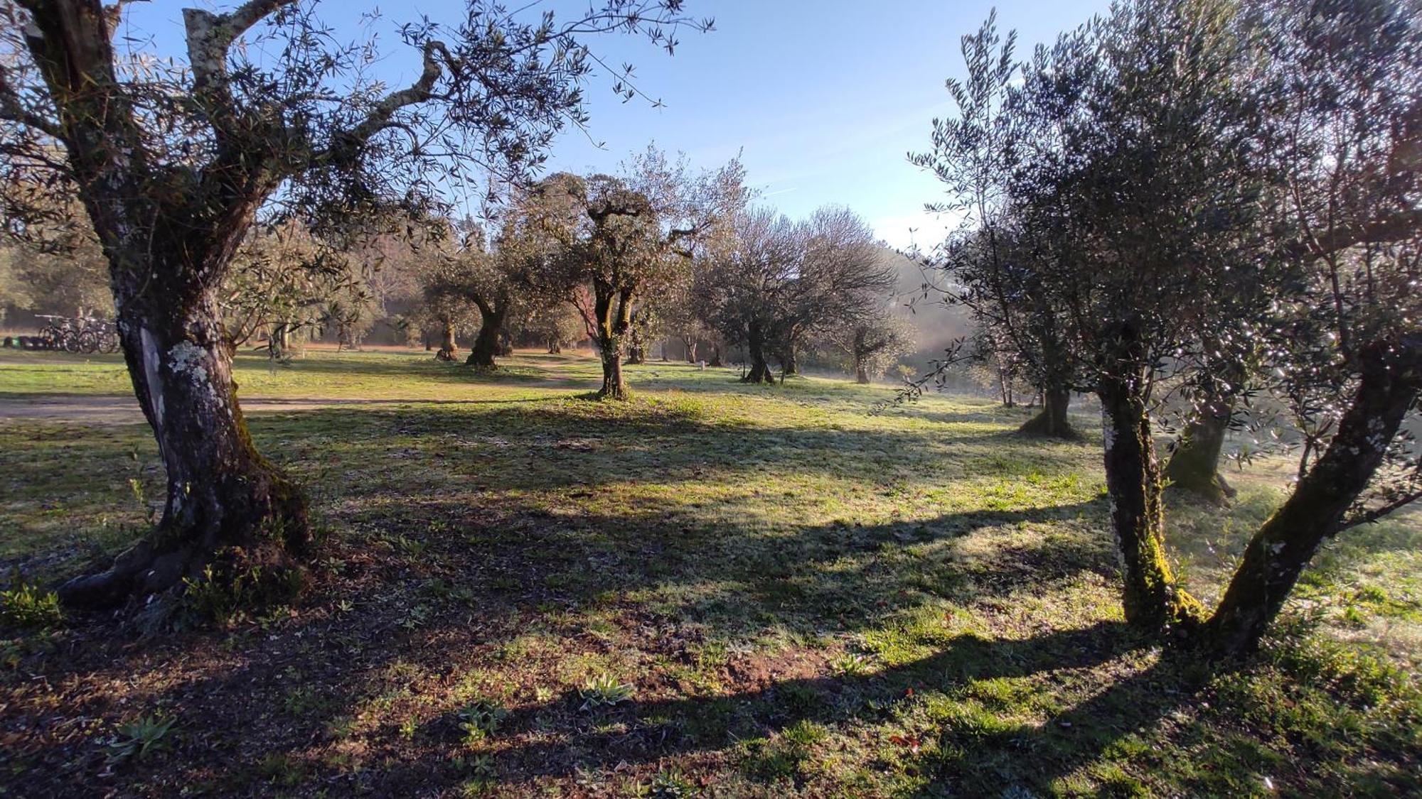 Гостьовий будинок Quinta Da Pedra Mija Santar Екстер'єр фото