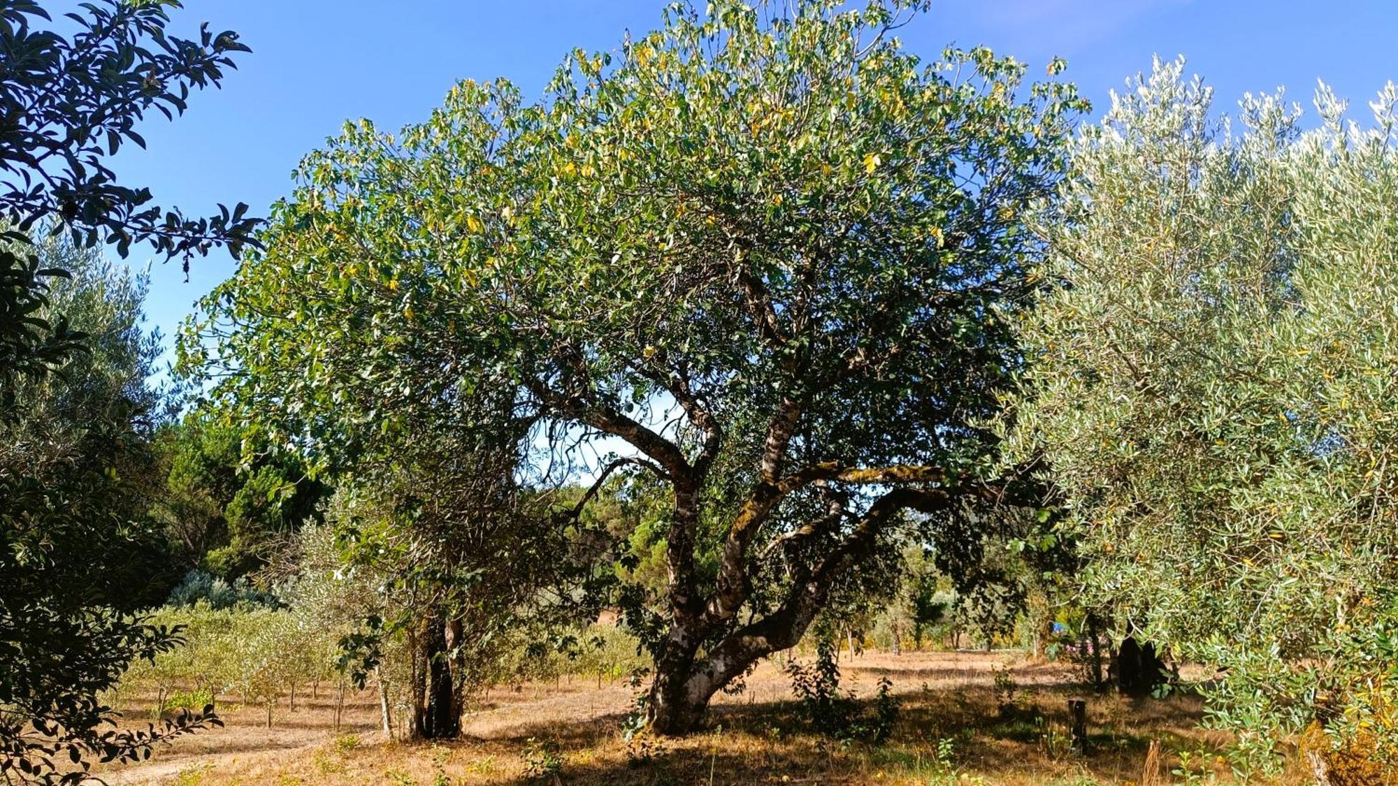 Гостьовий будинок Quinta Da Pedra Mija Santar Екстер'єр фото
