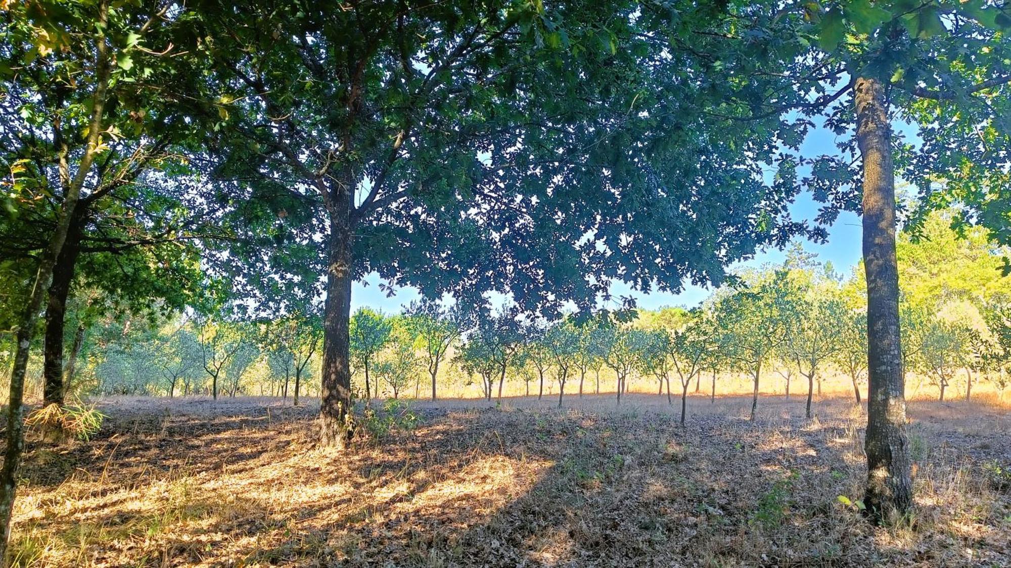 Гостьовий будинок Quinta Da Pedra Mija Santar Екстер'єр фото